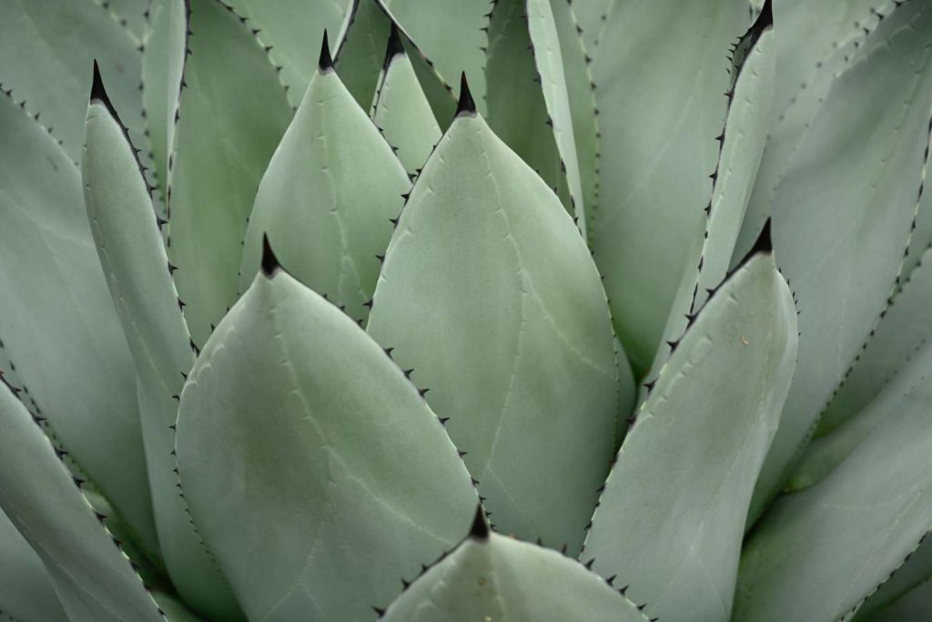 دايت سنتر