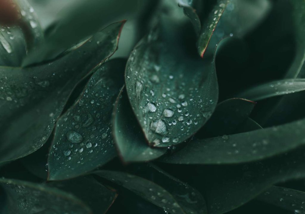 دايت سنتر